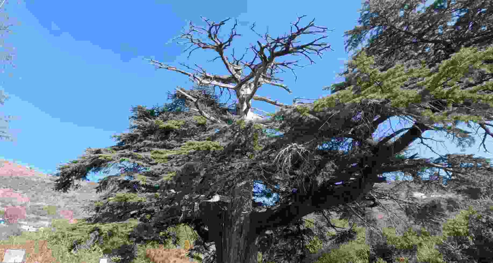 Dayna Park Mandi: Best way to Reach, Local Folklore and Legends